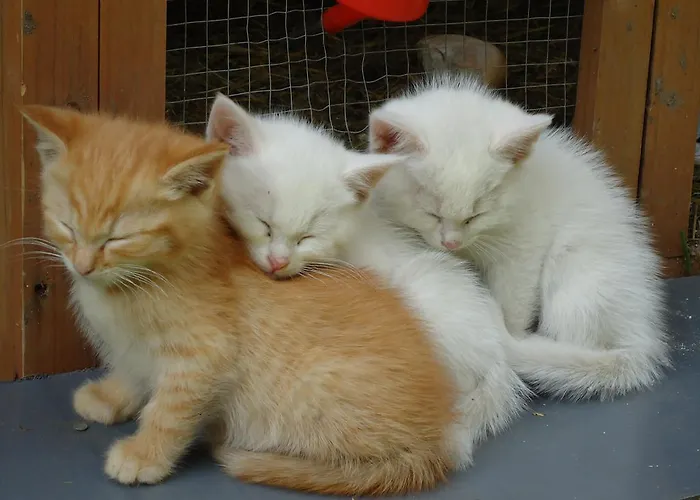 Feriegård Leebhof Patergassen